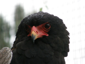 Фото Орёл-скоморох