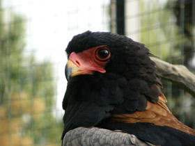 Фото Орёл-скоморох