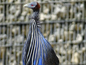 Смотреть фото Грифовая цесарка Фото Грифовая цесарка