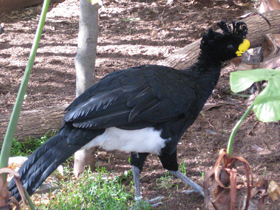 Фото Большой кракс