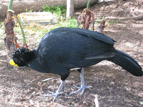 Фото Большой кракс