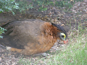 Смотреть фото Красный гокко Фото Красный гокко