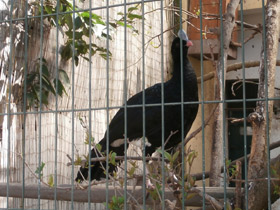 Фото Шлемоносный кракс