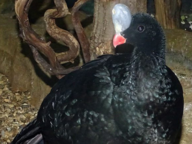 Фото Шлемоносный кракс