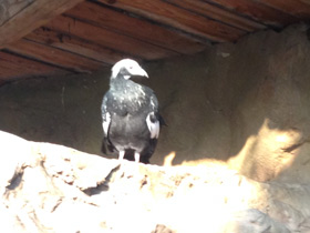 Смотреть фото Синегорлый гуан Фото Синегорлый гуан