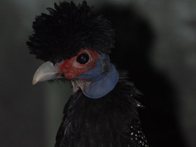 Фото Чубатая цесарка