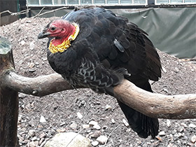 Смотреть фото Кустарниковый большеног Фото Кустарниковый большеног