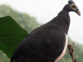 Фото Большеног-малео