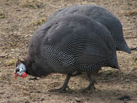 Фото Обыкновенная цесарка