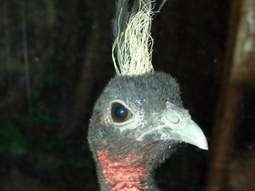 Конголезский павлин Конголезский павлин