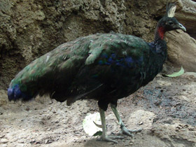 Смотреть фото Конголезский павлин Фото Конголезский павлин