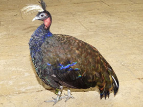 Смотреть фото Конголезский павлин Фото Конголезский павлин