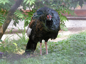 Фото Глазчатая индейка