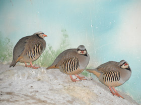 Азиатский кеклик Азиатский кеклик