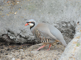 Фото Азиатский кеклик
