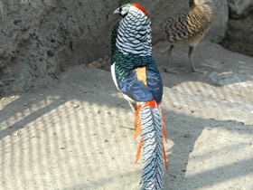 Смотреть фото Алмазный фазан Фото Алмазный фазан