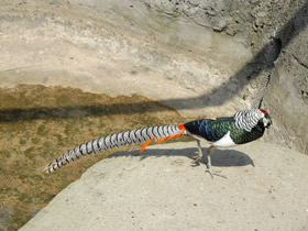 Смотреть фото Алмазный фазан Фото Алмазный фазан