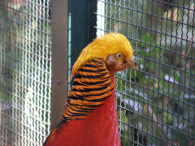 Фото Золотой фазан