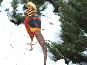 Фото Золотой фазан