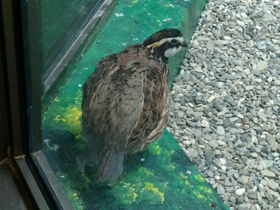 Фото Виргинская американская куропатка