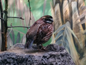 Фото Виргинская американская куропатка