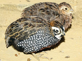 Фото Плачущий перепел Монтесумы