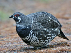 Фото Канадская дикуша