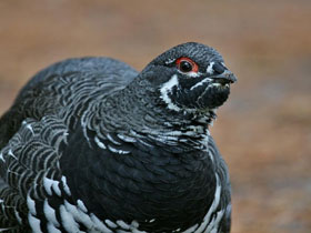 Фото Канадская дикуша