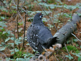 Фото Канадская дикуша