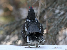 Фото Канадская дикуша