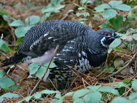 Фото Канадская дикуша
