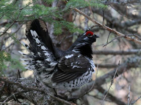 Фото Канадская дикуша