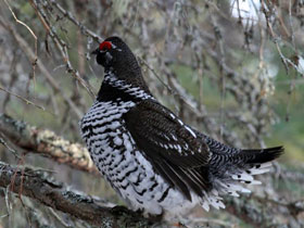 Фото Канадская дикуша