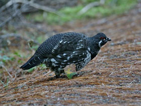 Фото Канадская дикуша