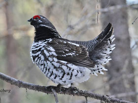 Фото Канадская дикуша