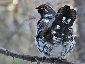 Фото Канадская дикуша