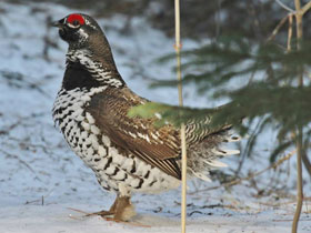 Фото Канадская дикуша