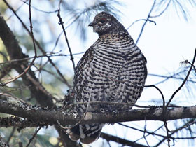 Фото Канадская дикуша