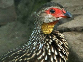 Фото Желтогорлый франколин