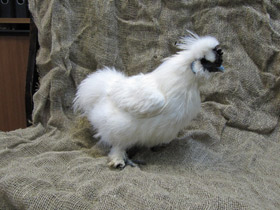 Фото Домашняя курица