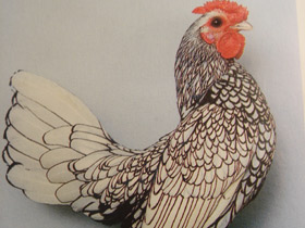 Фото Домашняя курица