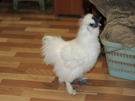 Фото Домашняя курица