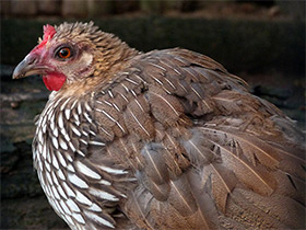 Смотреть фото Серая джунглевая курица Фото Серая джунглевая курица