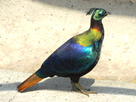 Гималайский монал Гималайский монал