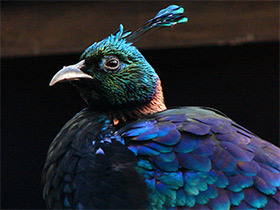 Фото Гималайский монал