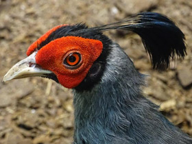 Фото Сиамская лофура