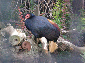 Смотреть фото Вилохвостая лофура Фото Вилохвостая лофура