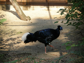 Фото Огненноспинная лофура