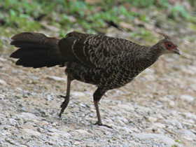 Фото Черная лофура