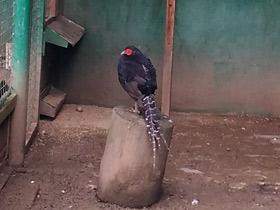 Фото Черная лофура